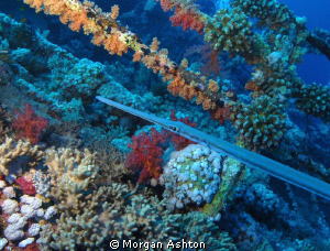 Coronet fish on the wreck of the Numidia. Big Brother. Se... by Morgan Ashton 